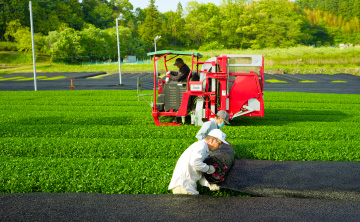 勝国製茶 写真